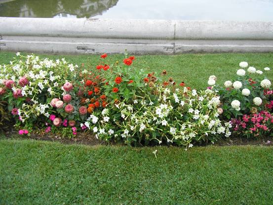 Fiori del giardino del Belvedere-Vienna.